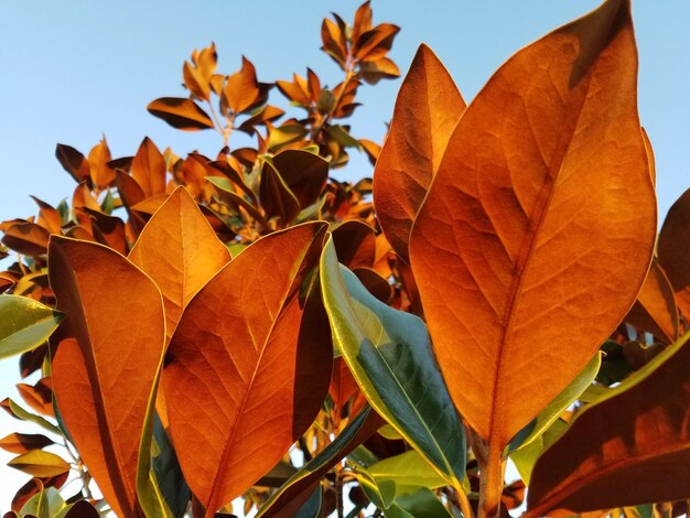 Close-up of leaves on tree