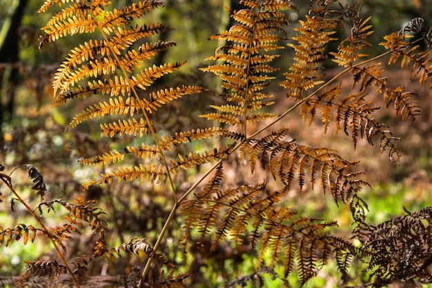 Close-up of leaves on tree