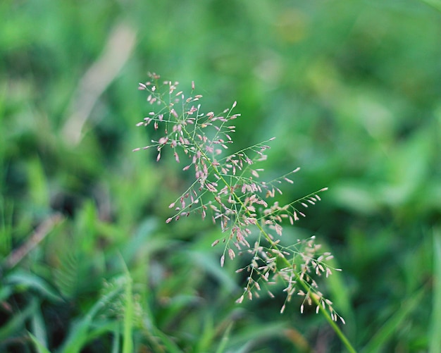 Photo close-up of leaves on tree