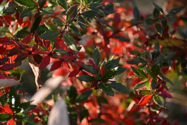 Close-up of leaves on tree