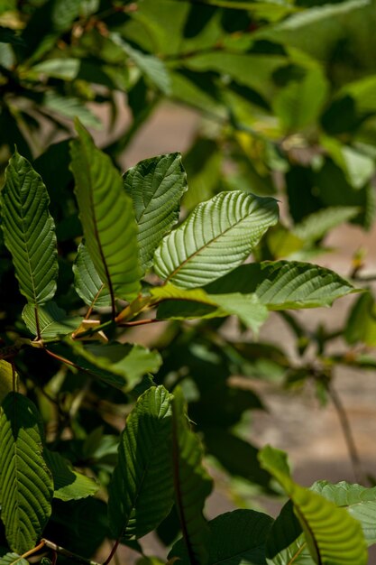 Close-up of leaves on tree