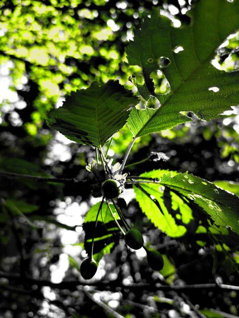 Close-up of leaves on tree