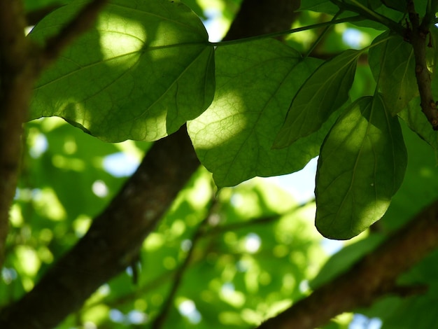 Close-up of leaves on tree