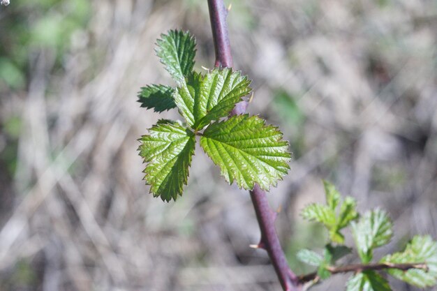 Close-up of leaves on tree