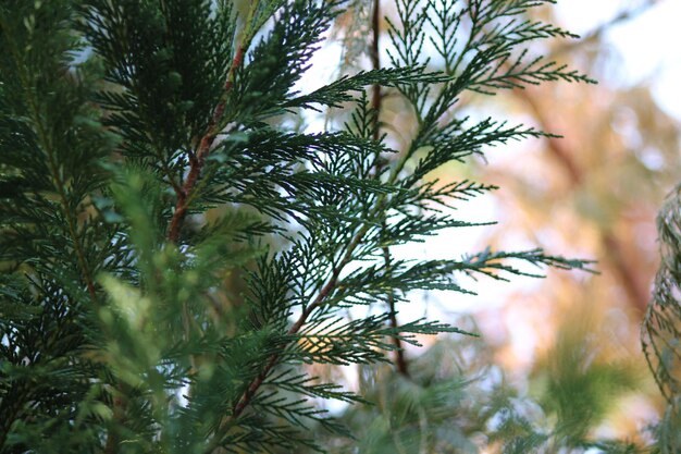 Close-up of leaves on tree