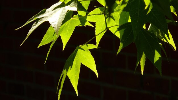 Photo close-up of leaves on tree