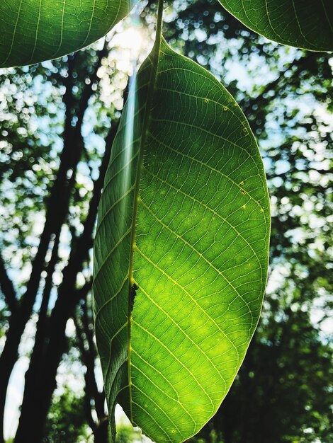 Close-up of leaves on tree