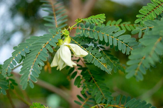 Photo close-up of leaves on tree