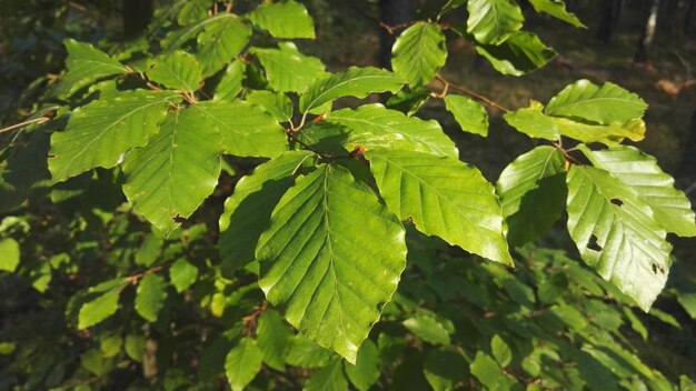 Close-up of leaves on tree