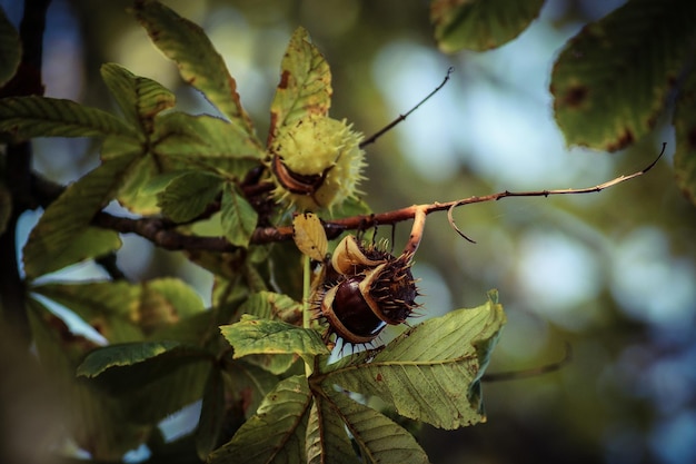 Photo close-up of leaves on tree