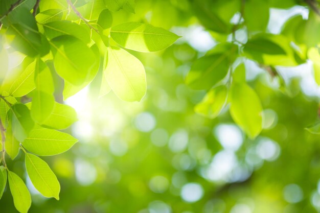 Close-up of leaves on tree