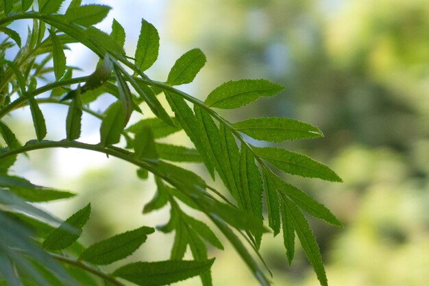 Photo close-up of leaves on tree