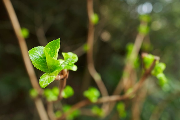 close-up of leaves on twig