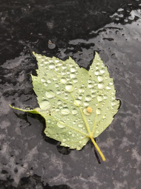 Foto close-up di foglie sull'acqua