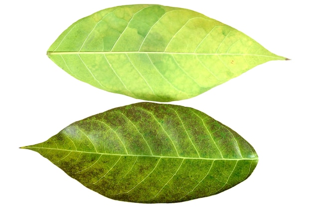 Photo close-up of leaves on white background