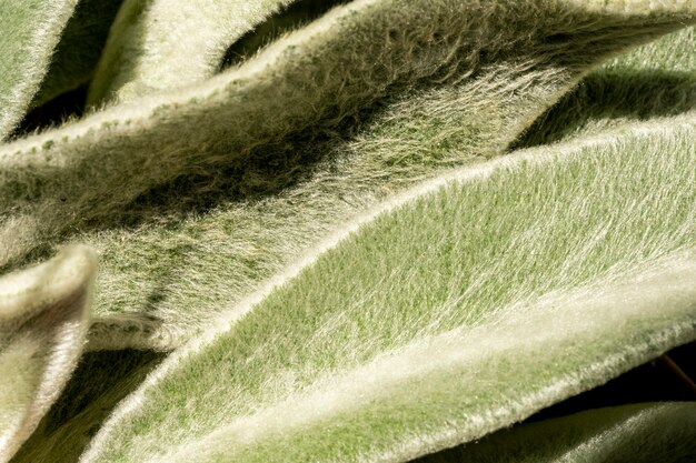 Photo close-up of leaves with fluffy surface