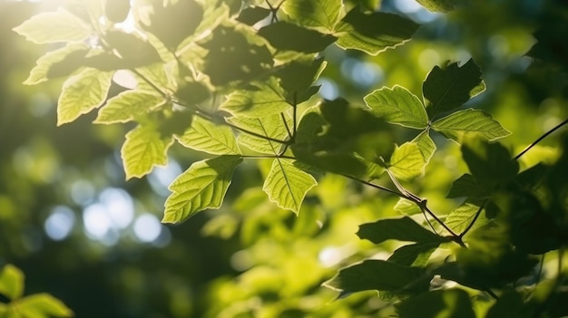 A close up of leaves with the sun shining through them