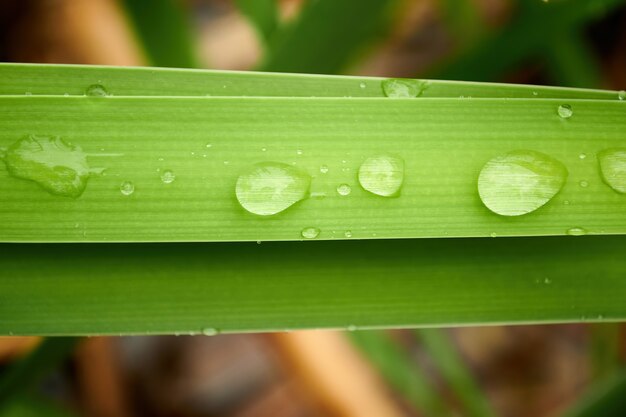 Foto close-up di foglie con gocce d'acqua.