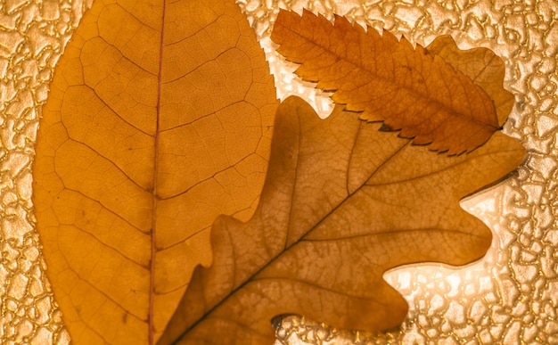 A close up of leaves with the word fall on it