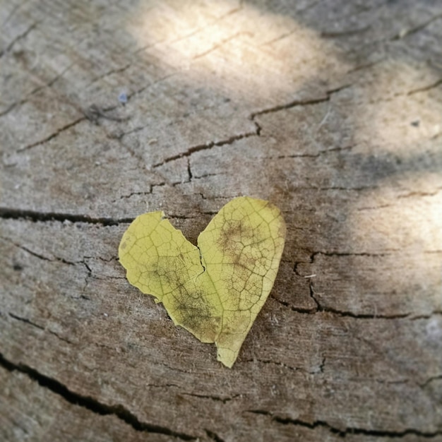 Foto close-up di foglie sul legno