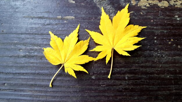 Foto close-up di foglie sul legno