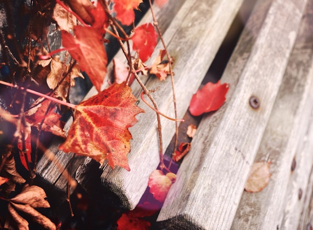 Foto close-up di foglie sul legno