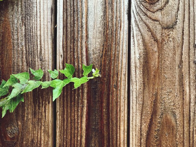 Photo close-up of leaves on wood