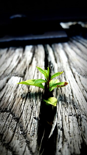 Photo close-up of leaves on wooden wall