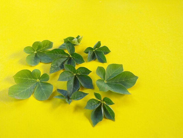 Close-up of leaves on yellow background