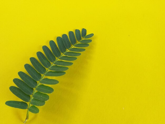 Close-up of leaves on yellow background