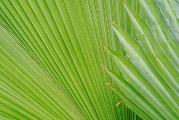 Close-up of leaves