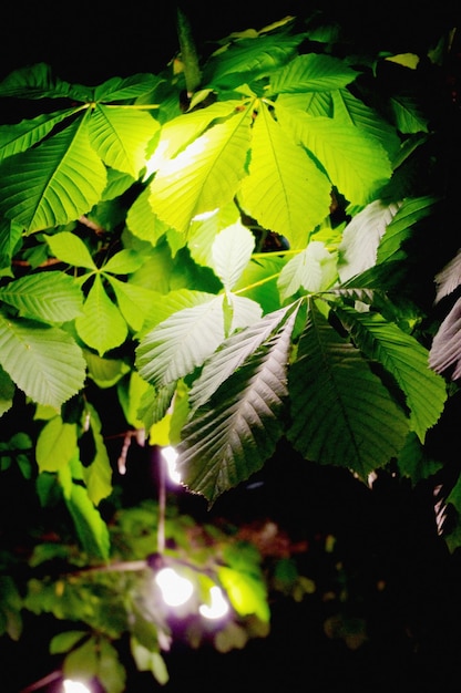 Close-up of leaves