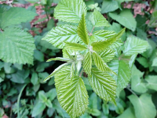 Foto prossimo piano delle foglie