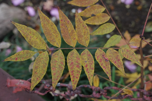 Photo close-up of leaves