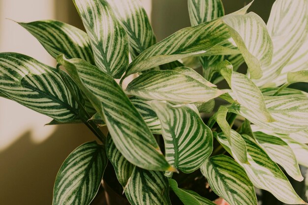 Photo close-up of leaves