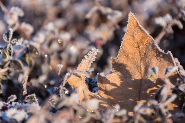 Close up of leaves