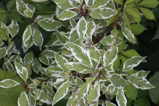 Close-up of leaves