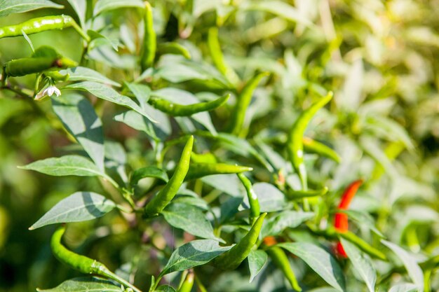 Close-up of leaves