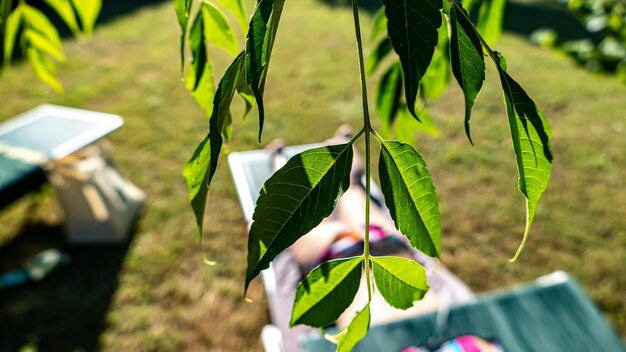 Close-up of leaves