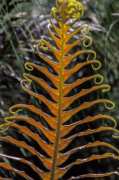 Photo close-up of leaves