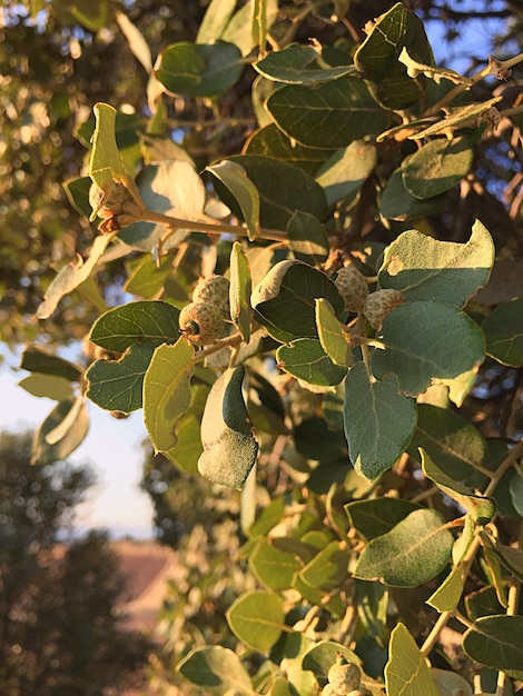 Photo close-up of leaves