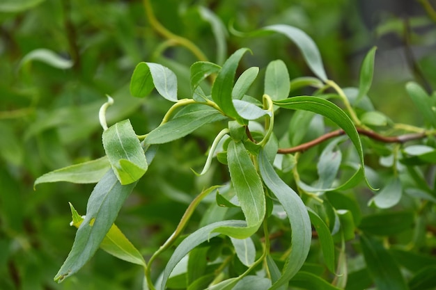 Close-up of leaves