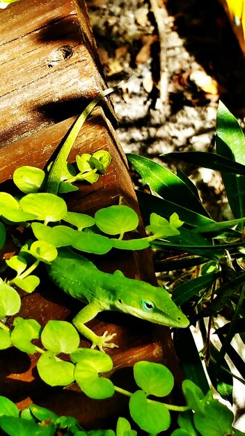 Photo close-up of leaves