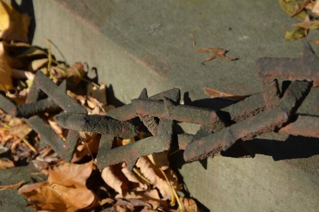 Photo close-up of leaves