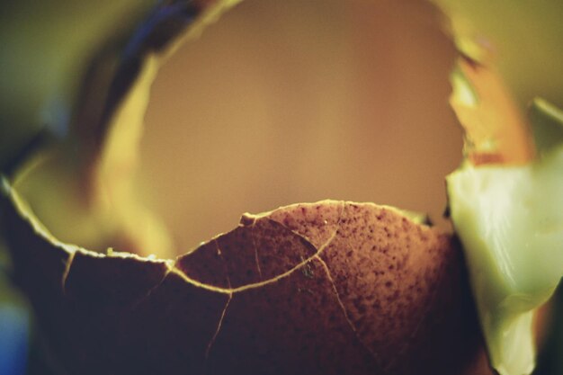 Close-up of leaves