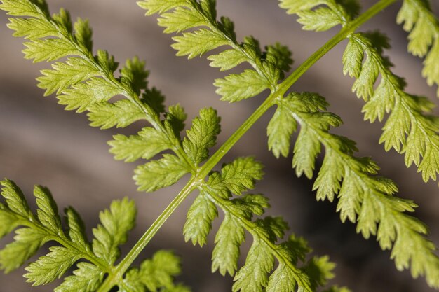 Photo close-up of leaves