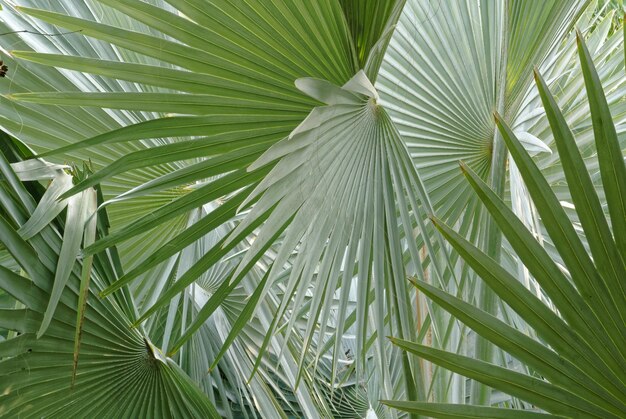 Close-up of leaves