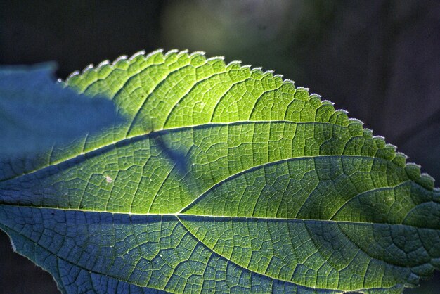 Photo close-up of leaves