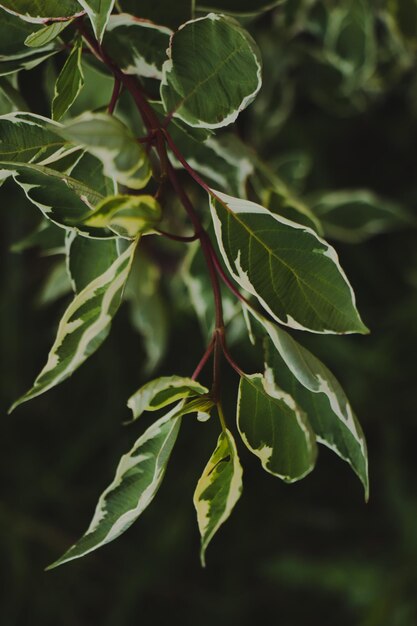 Close-up of leaves