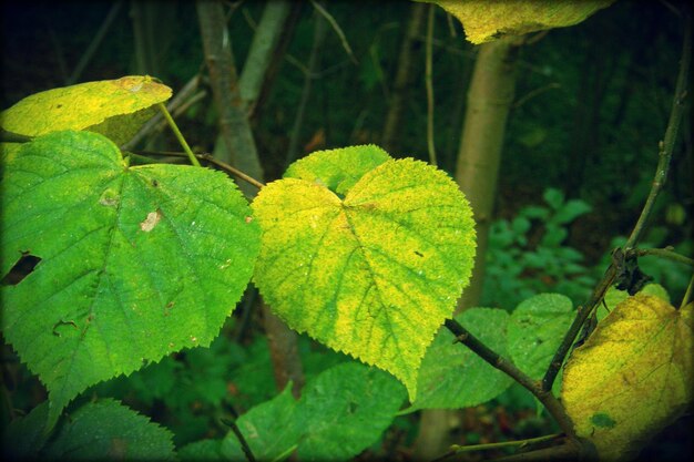 Close-up of leaves